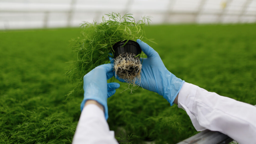 Quality control. Senior scientist or tech observes new breed of cress sprouts optimized for consumption in greenhouse. Focus on the hand
